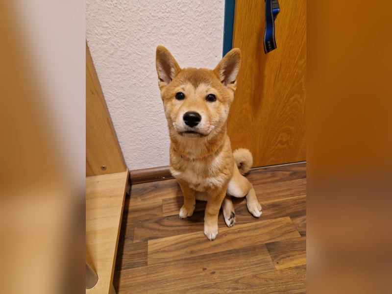 3 Monate alte Shiba Inu Hündin