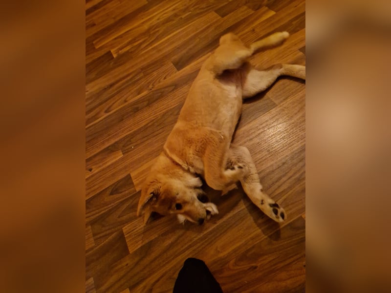 3 Monate alte Shiba Inu Hündin