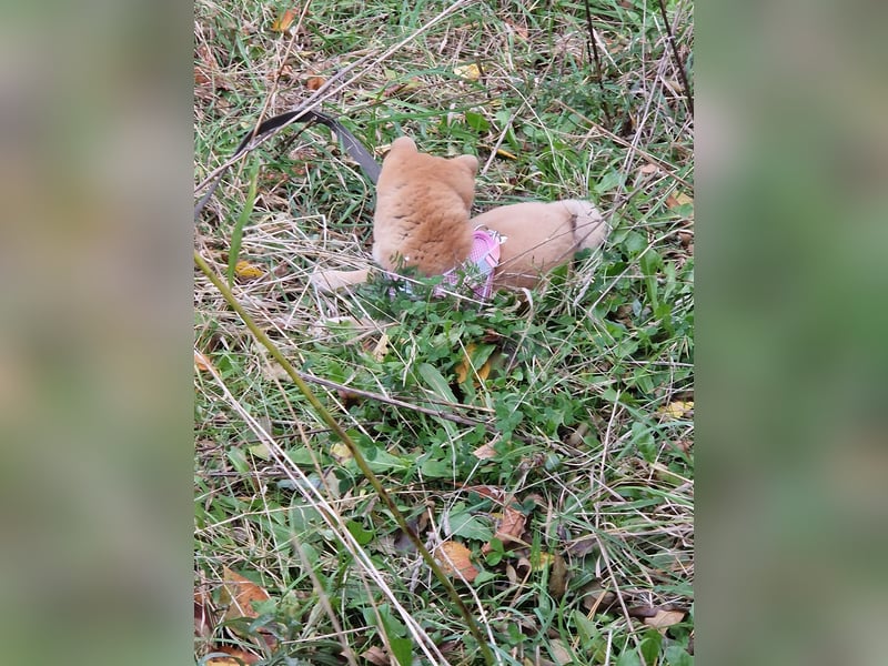 3 Monate alte Shiba Inu Hündin