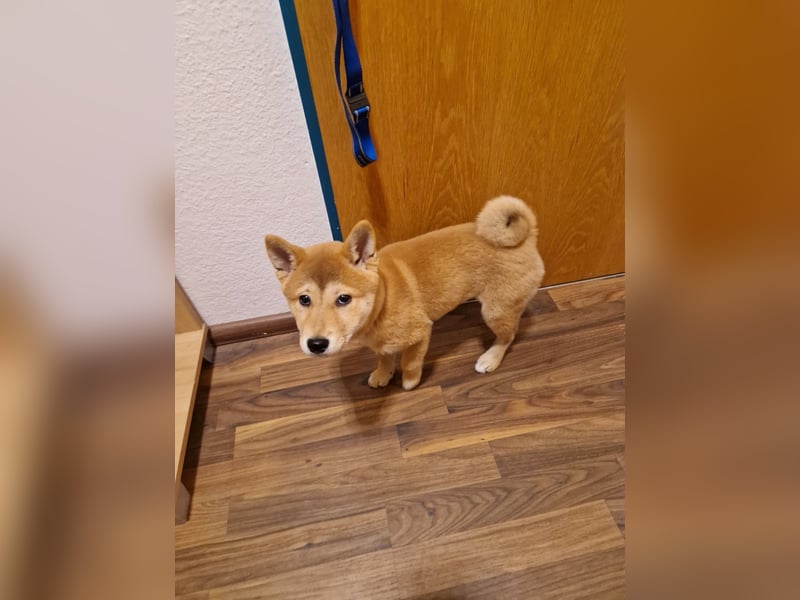 3 Monate alte Shiba Inu Hündin