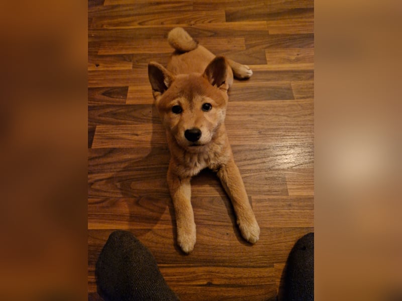 3 Monate alte Shiba Inu Hündin