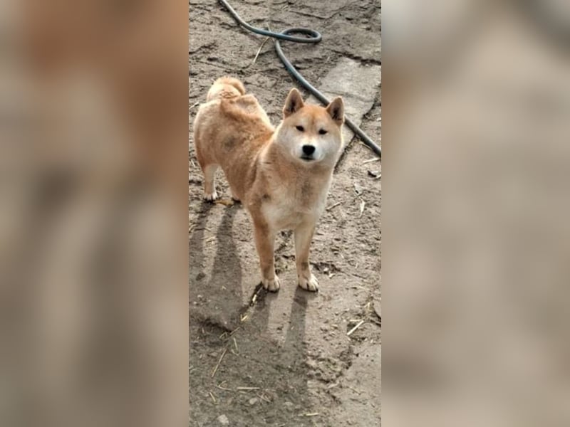 Zsömi-PP, hübsche Shiba Inu Dame sucht Rasseliebhaber