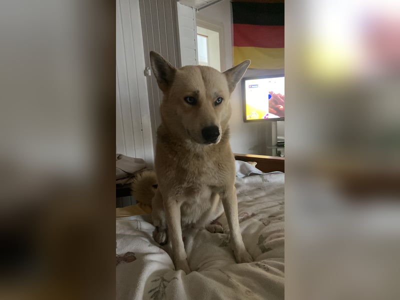 Taube Husky/Shiba Inu Hündin