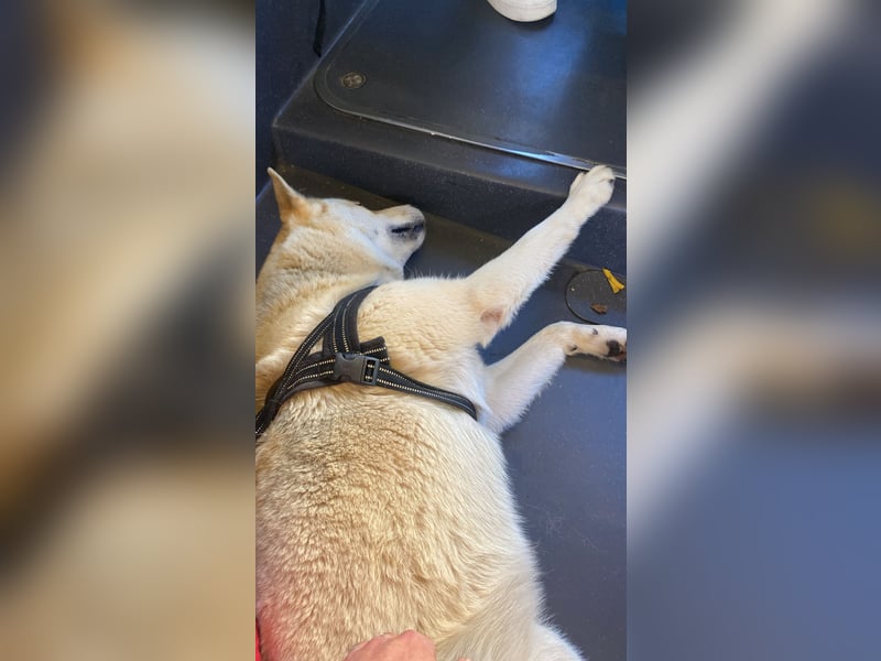 Taube Husky/Shiba Inu Hündin