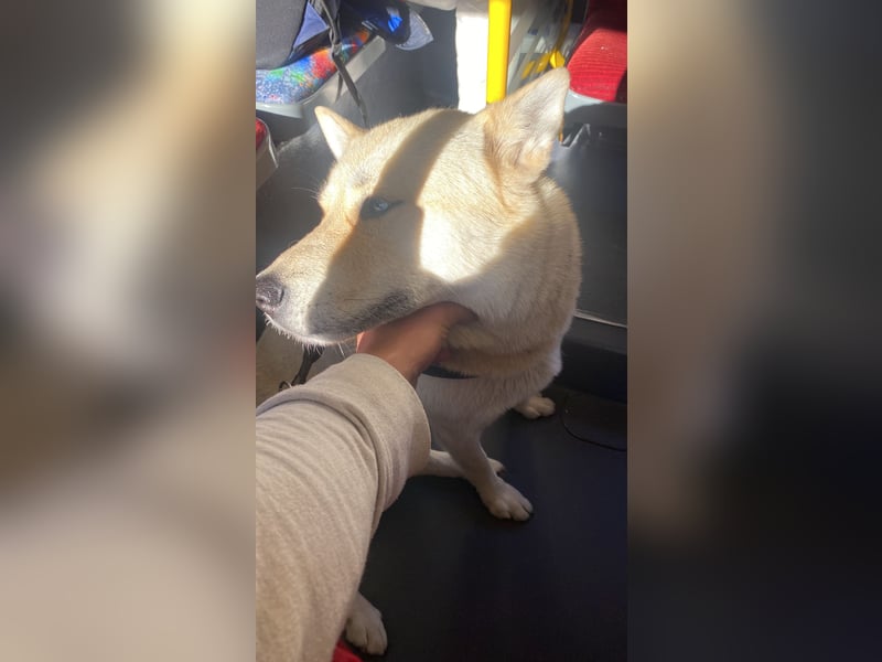 Taube Husky/Shiba Inu Hündin