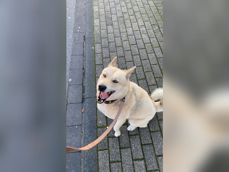 Taube Husky/Shiba Inu Hündin