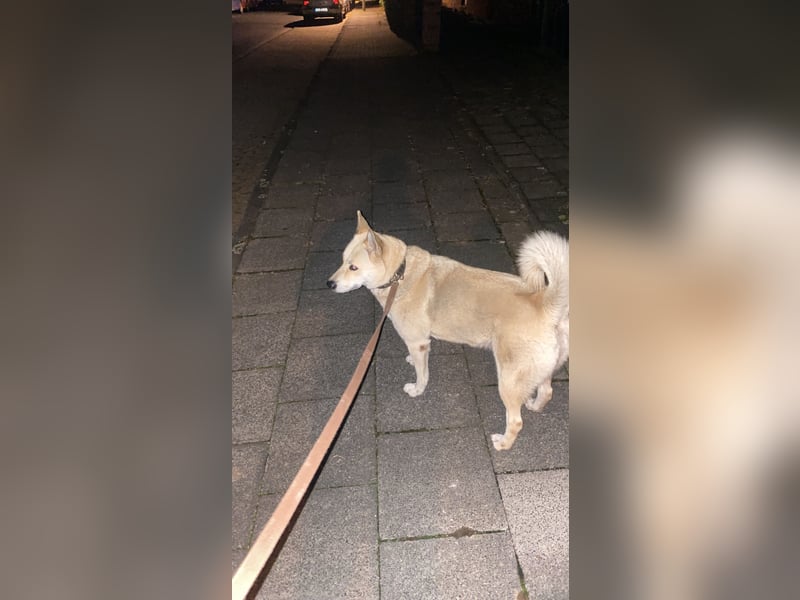 Taube Husky/Shiba Inu Hündin