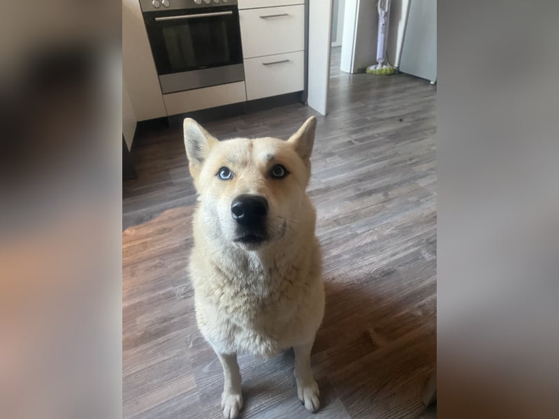 Taube Husky/Shiba Inu Hündin