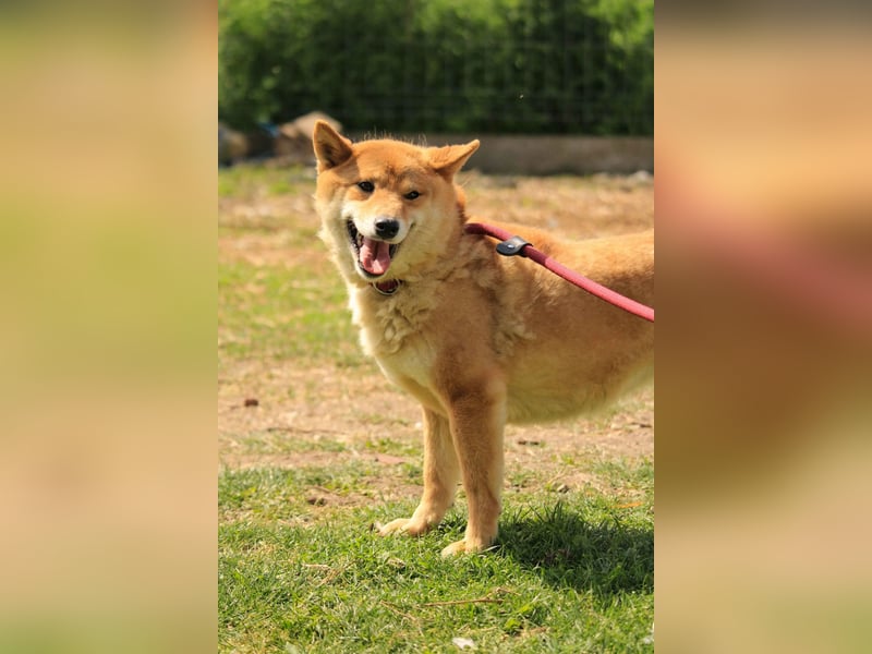 Skyla-Snapszi PP - Liebe Hündin auf der Suche nach ihrem Glück