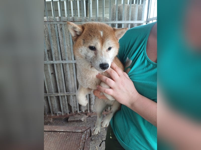 Serry, freundliches Shiba Inu Mädchen geb. 2024