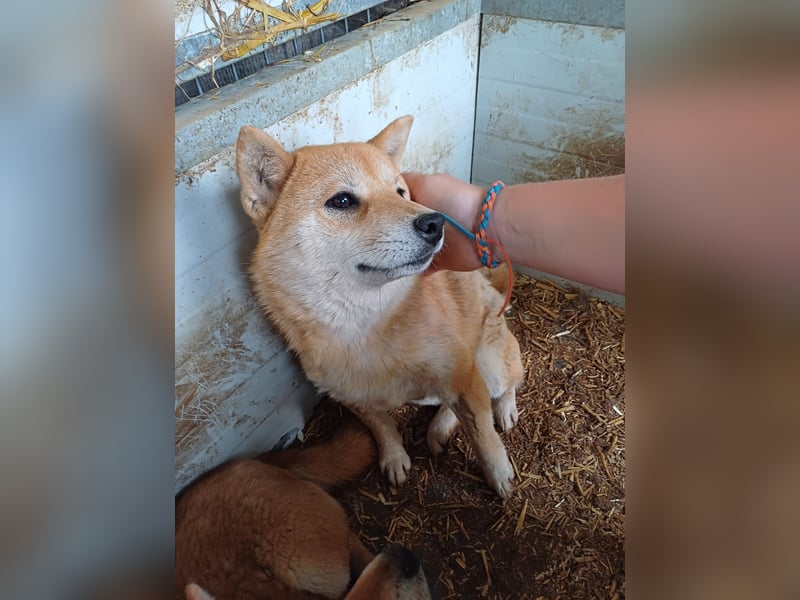 Tapeta, schüchternes Shiba Inu Mädchen geb. 2022
