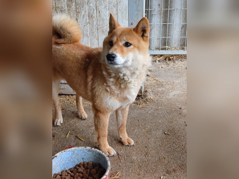 Skyla, schüchterne Shiba Inu Dame geb. 2020