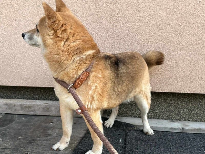 Rina, geb. 25.06.2016,  36 cm, wünscht sich ein Körbchen (ab dem 18.5. in Nordwalde auf Pflegestelle