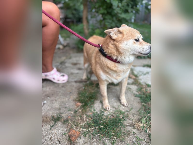 Vöröske PP – Shiba-Dame sucht liebevolles Zuhause