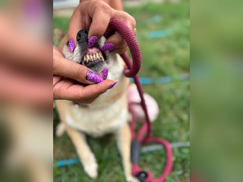 Kira PP – sensible Shiba Inu-Dame sucht einfühlsame Menschen