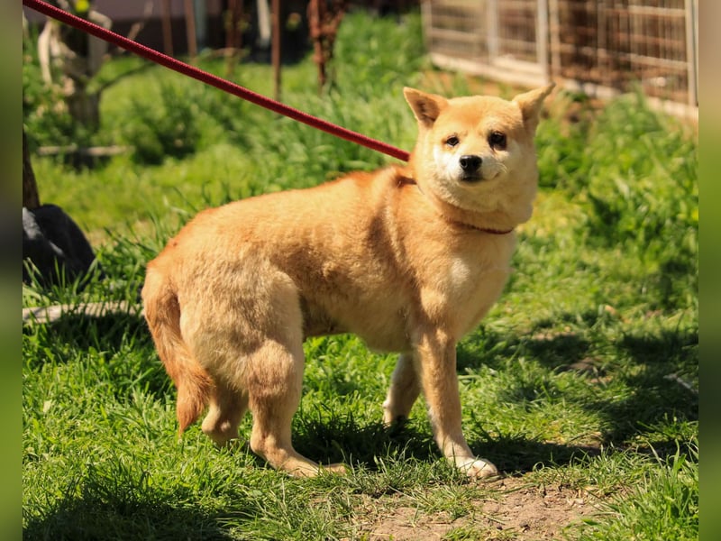 Arabesque PP – Zarte Shiba Inu-Dame sucht ruhiges und einfühlsames Zuhause