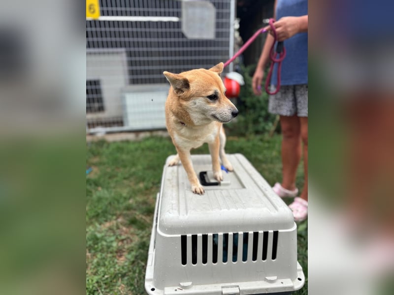 Kira PP – sensible Shiba Inu-Dame sucht einfühlsame Menschen