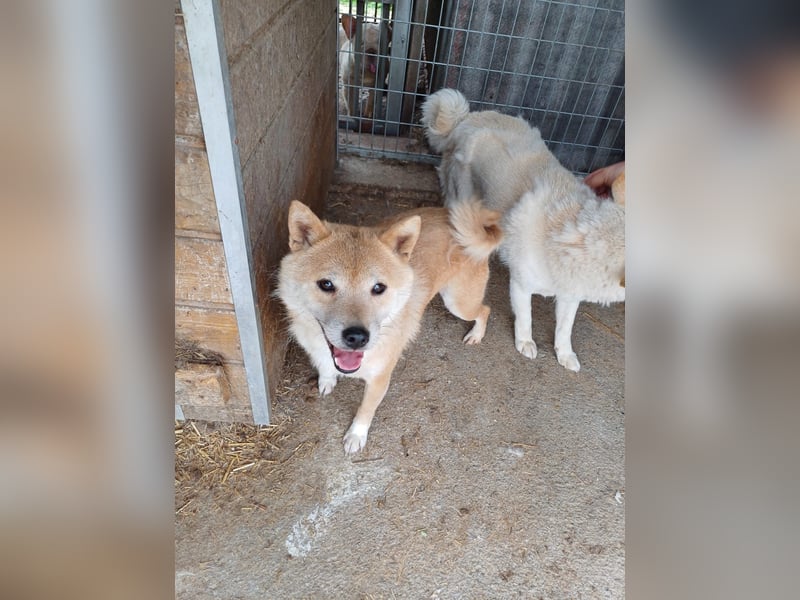Bibi-Biszu PP – zarte Shiba-Hündin sucht liebevolles Zuhause