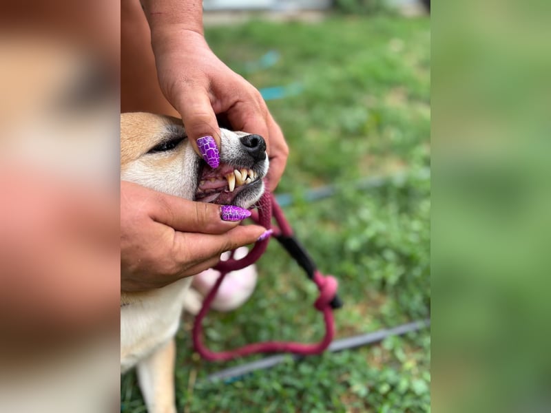 Kira PP – sensible Shiba Inu-Dame sucht einfühlsame Menschen
