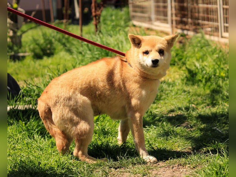 Arabesque PP – Zarte Shiba Inu-Dame sucht ruhiges und einfühlsames Zuhause