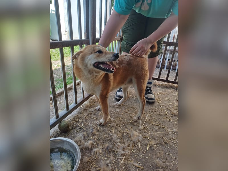 Nyomda PP – Sanfte Shiba Inu-Hündin auf der Suche nach Geduld und Fürsorge