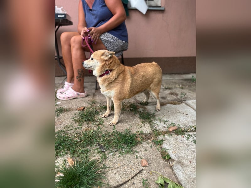 Vöröske PP – Shiba-Dame sucht liebevolles Zuhause