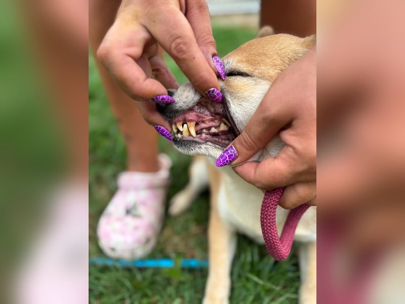 Kira PP – sensible Shiba Inu-Dame sucht einfühlsame Menschen