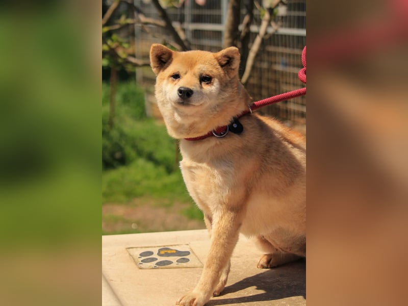 Arabesque PP – Zarte Shiba Inu-Dame sucht ruhiges und einfühlsames Zuhause