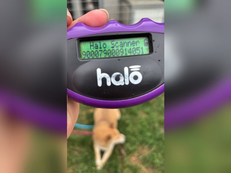 Kira PP – sensible Shiba Inu-Dame sucht einfühlsame Menschen