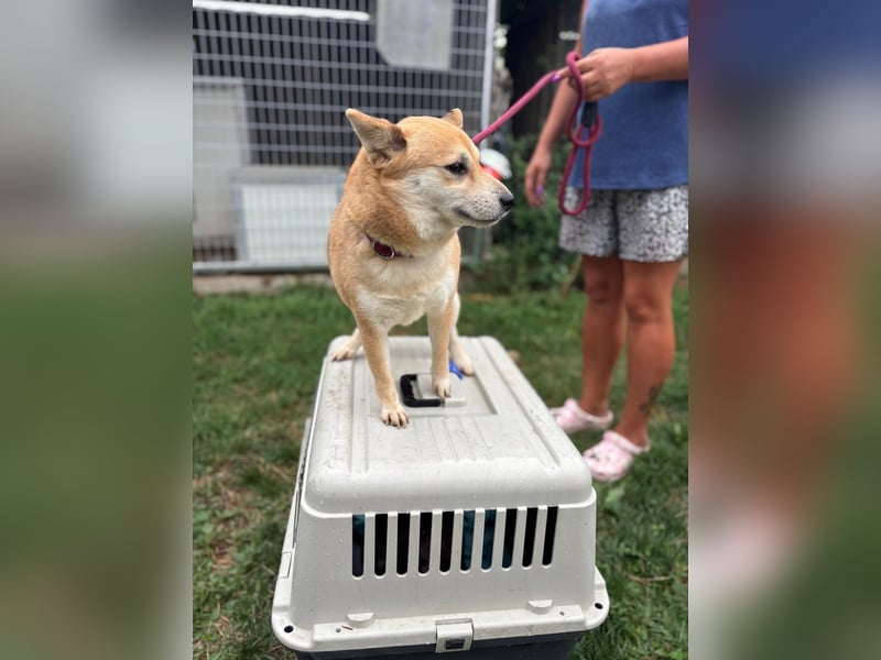 Kira PP – sensible Shiba Inu-Dame sucht einfühlsame Menschen