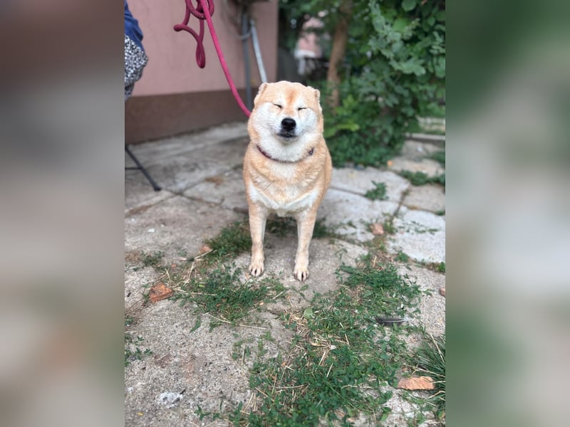 Vöröske PP – Shiba-Dame sucht liebevolles Zuhause