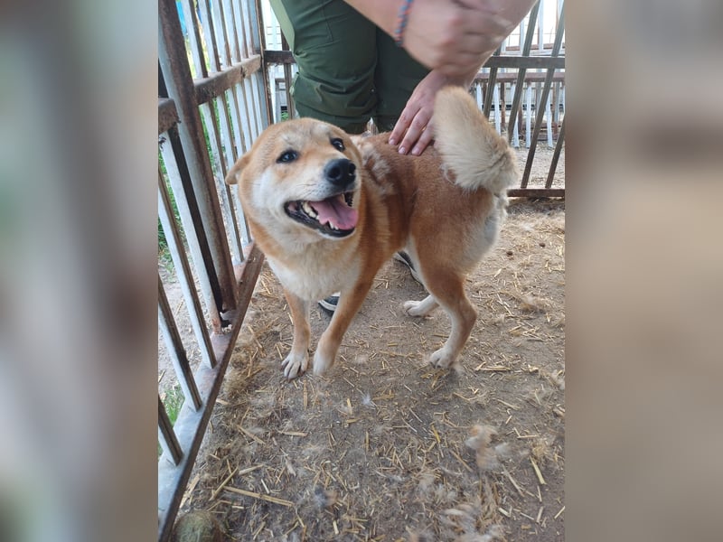 Nyomda PP – Sanfte Shiba Inu-Hündin auf der Suche nach Geduld und Fürsorge