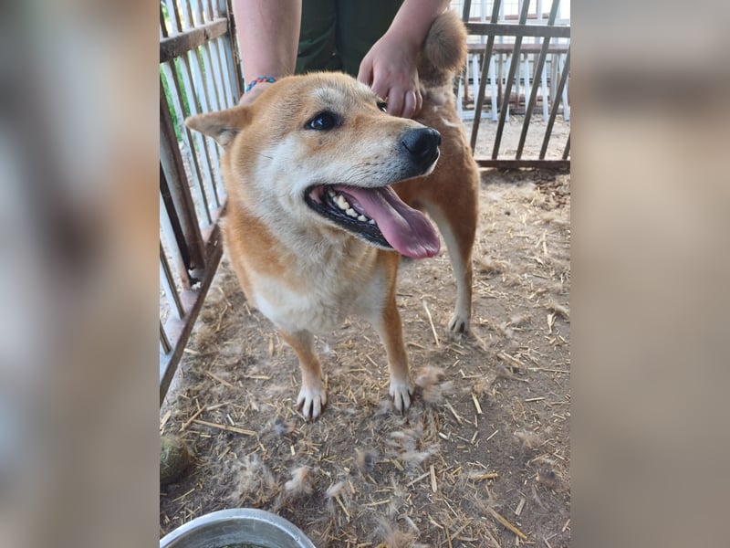 Nyomda PP – Sanfte Shiba Inu-Hündin auf der Suche nach Geduld und Fürsorge