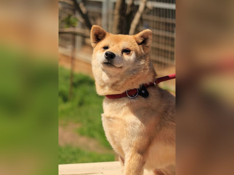 Arabesque PP – Zarte Shiba Inu-Dame sucht ruhiges und einfühlsames Zuhause