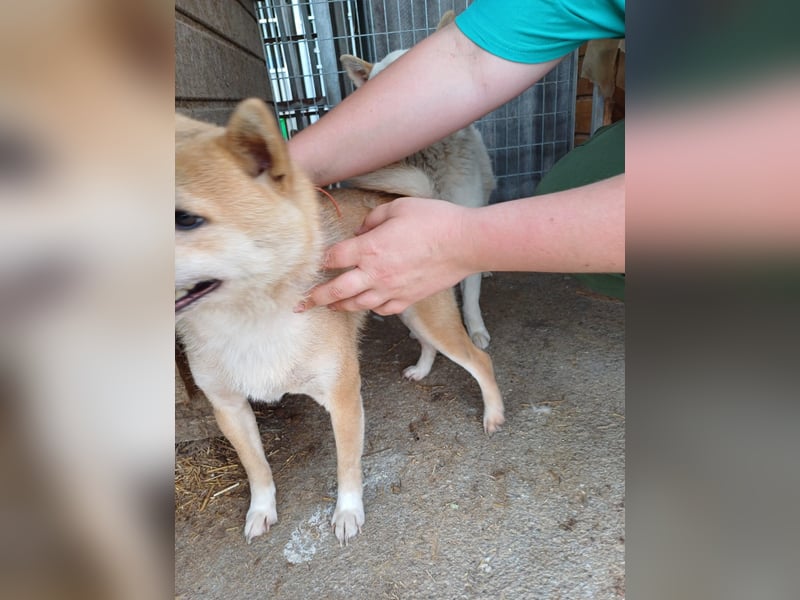 Bibi-Biszu PP – zarte Shiba-Hündin sucht liebevolles Zuhause