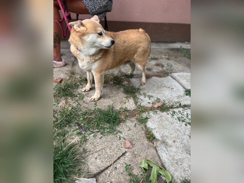 Vöröske PP – Shiba-Dame sucht liebevolles Zuhause