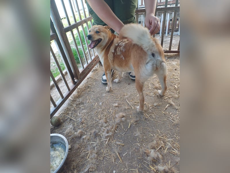 Nyomda PP – Sanfte Shiba Inu-Hündin auf der Suche nach Geduld und Fürsorge