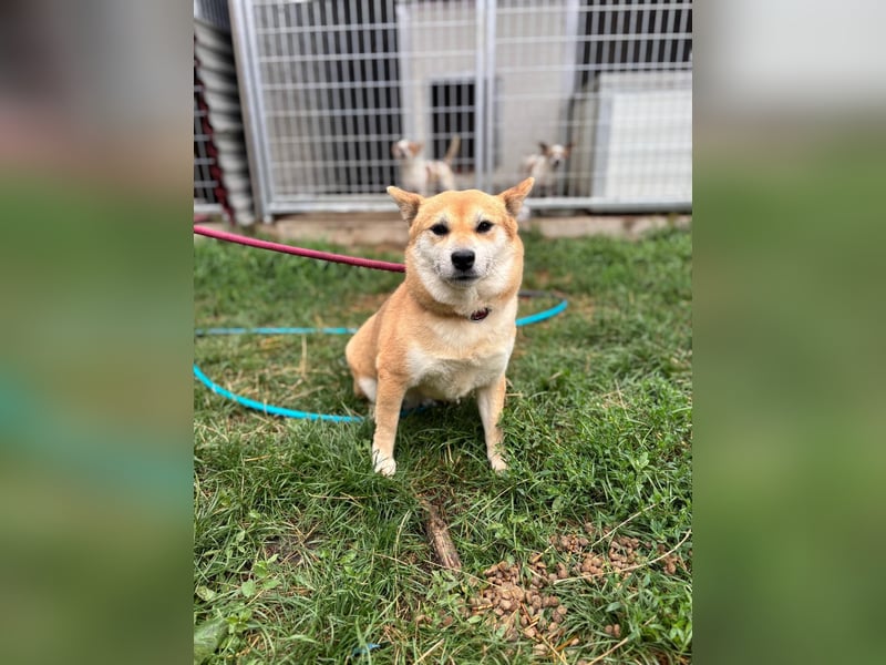 Kira PP – sensible Shiba Inu-Dame sucht einfühlsame Menschen