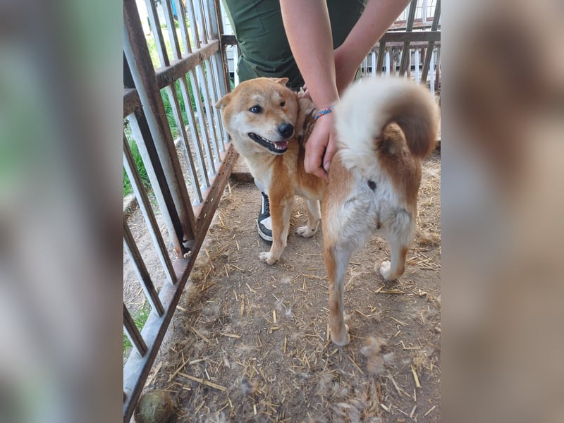 Nyomda PP – Sanfte Shiba Inu-Hündin auf der Suche nach Geduld und Fürsorge