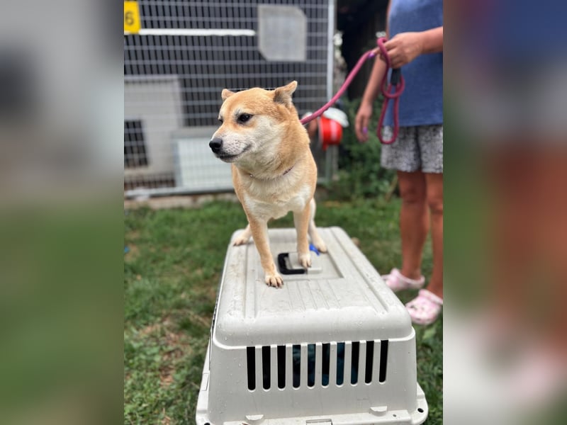 Kira PP – sensible Shiba Inu-Dame sucht einfühlsame Menschen
