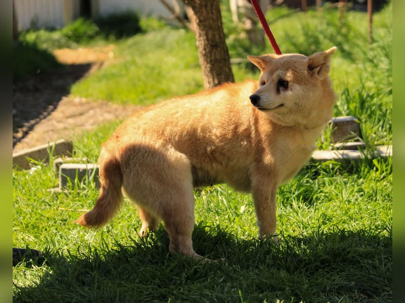 Arabesque PP – Zarte Shiba Inu-Dame sucht ruhiges und einfühlsames Zuhause