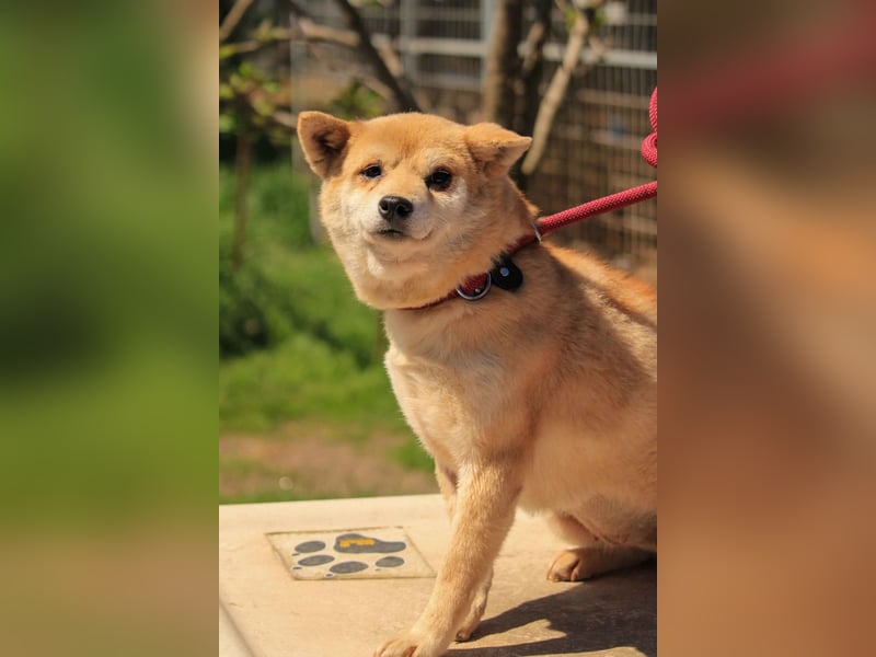 Arabesque PP – Zarte Shiba Inu-Dame sucht ruhiges und einfühlsames Zuhause
