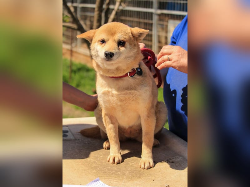 Arabesque PP – Zarte Shiba Inu-Dame sucht ruhiges und einfühlsames Zuhause