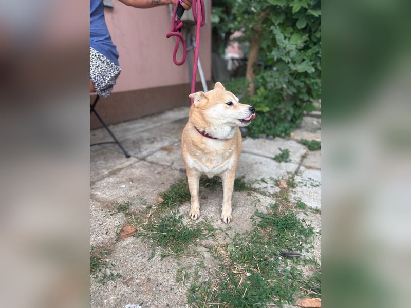 Vöröske PP – Shiba-Dame sucht liebevolles Zuhause