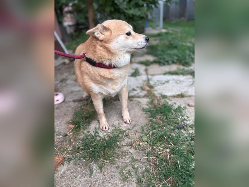 Vöröske PP – Shiba-Dame sucht liebevolles Zuhause