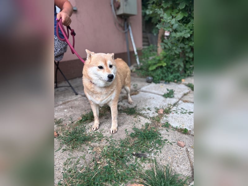 Vöröske PP – Shiba-Dame sucht liebevolles Zuhause