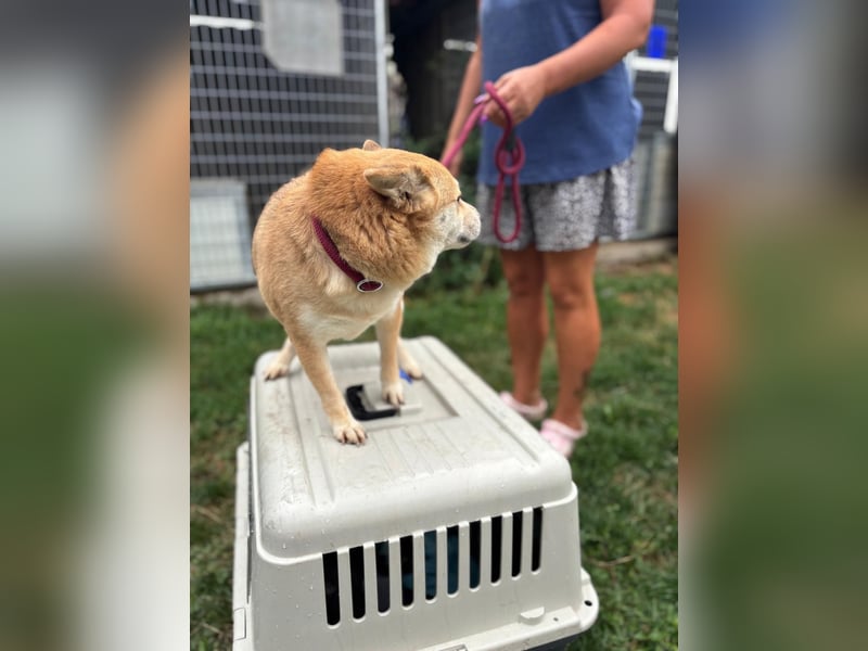 Kira PP – sensible Shiba Inu-Dame sucht einfühlsame Menschen