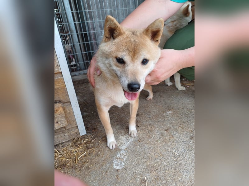 Bibi-Biszu PP – zarte Shiba-Hündin sucht liebevolles Zuhause