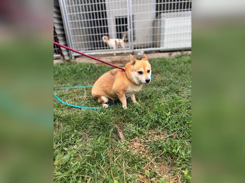 Kira PP – sensible Shiba Inu-Dame sucht einfühlsame Menschen
