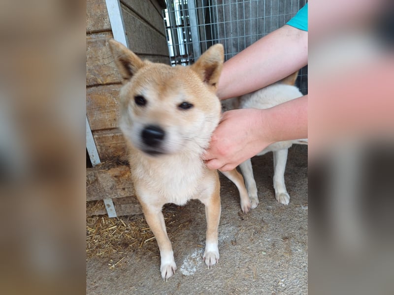 Bibi-Biszu PP – zarte Shiba-Hündin sucht liebevolles Zuhause